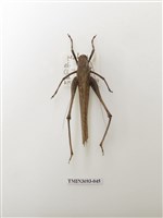 藏品(直翅目(1))的圖片